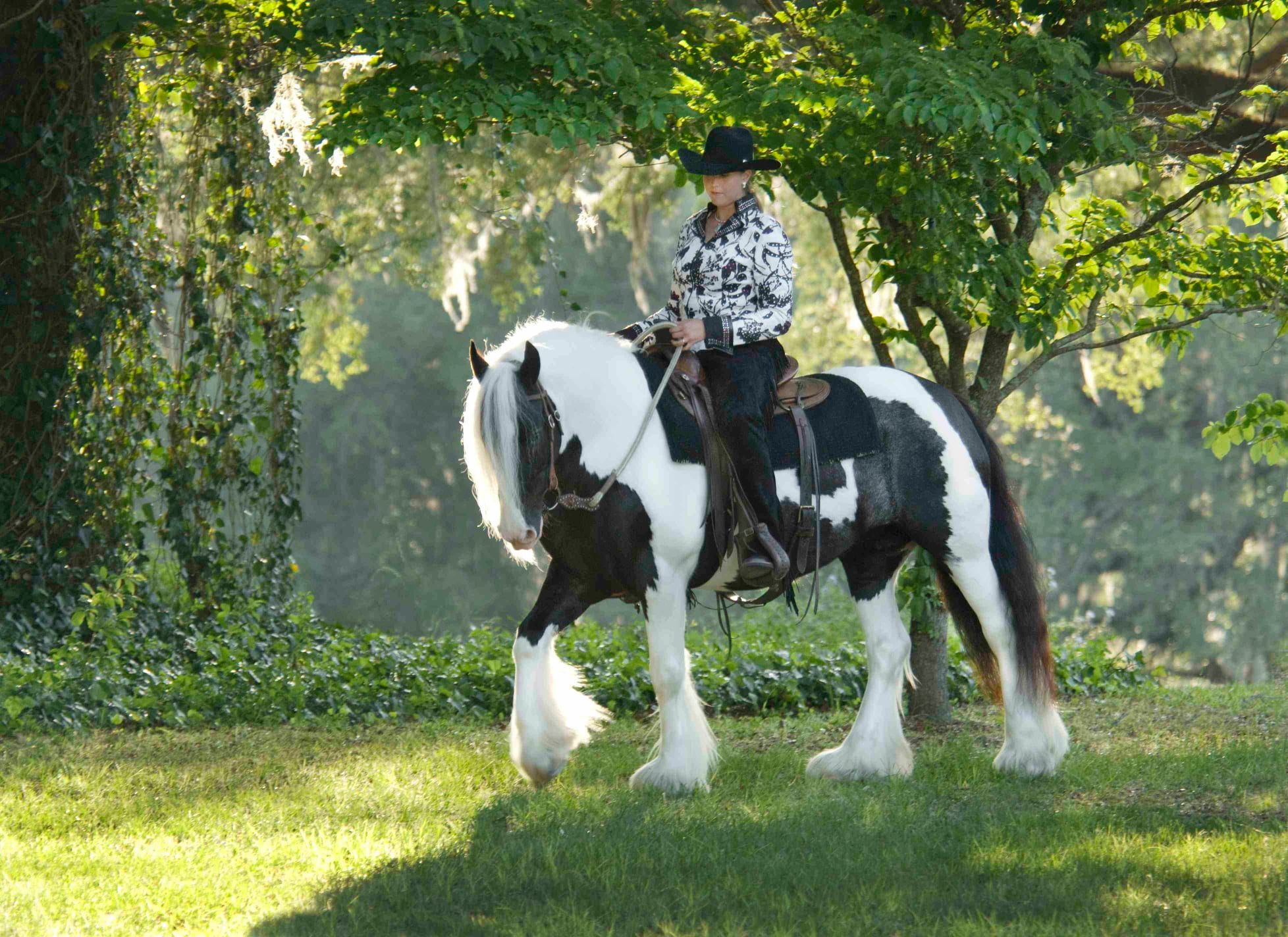 Gypsy Vanner Horse @WR Ranch, Florida